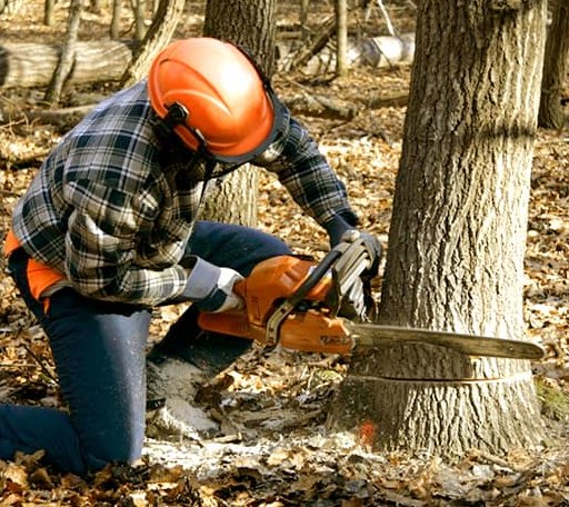 Tree Removal in Olmsted, IL